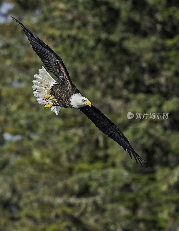 白头秃鹰(Haliaeetus leucocephalus)是一种猛禽，发现于阿拉斯加的锡特卡海峡上空，阿拉斯加。